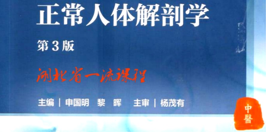 正常人体解剖学