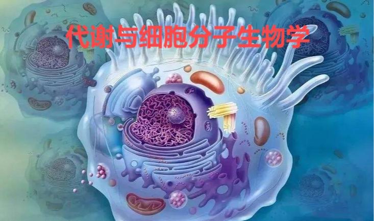 代谢与细胞分子生物学